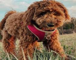 He has adopted a golden doodle who also appears in his Instagram posts.